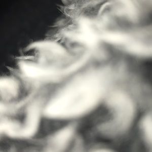 Meet your Posher, Lilly